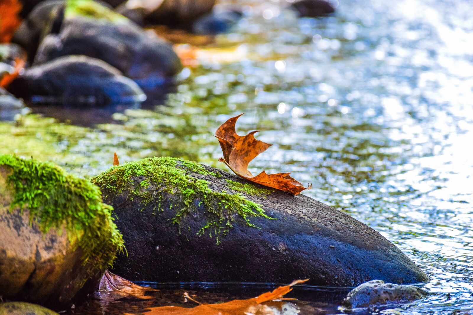 Nikon D3300 sample photo. River, autumn, leaf photography