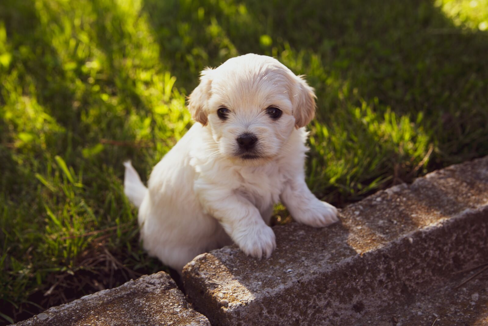 Canon EOS 6D sample photo. Puppy, dog, pet photography