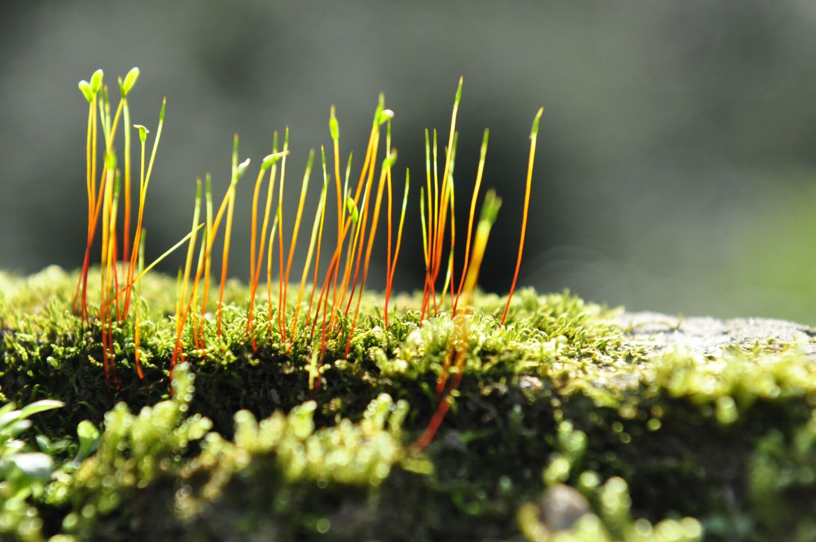 Nikon D90 sample photo. Moss, plant, biological photography