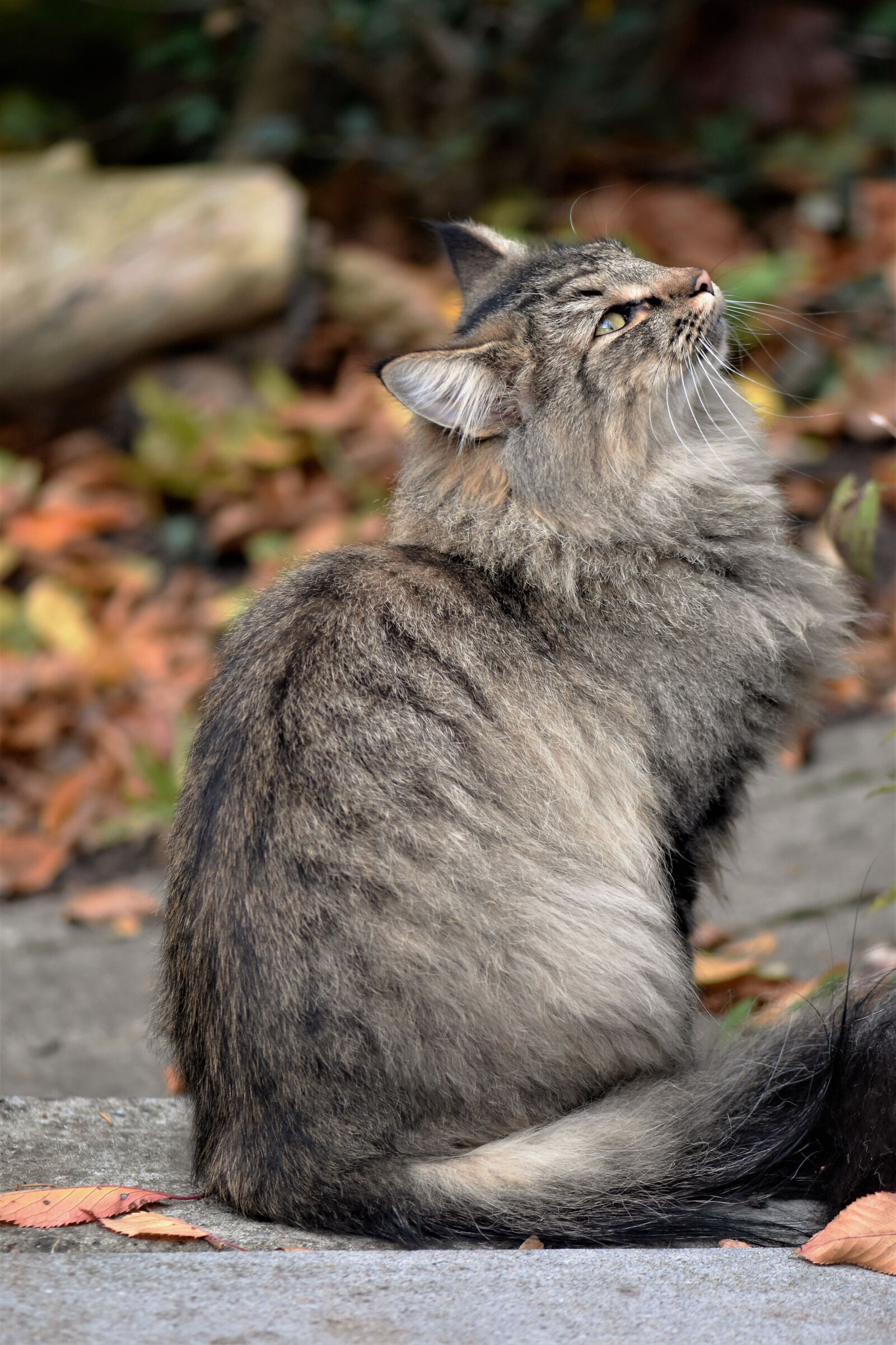 Nikon D5500 sample photo. Cat, neighbor's cat, wildcat photography