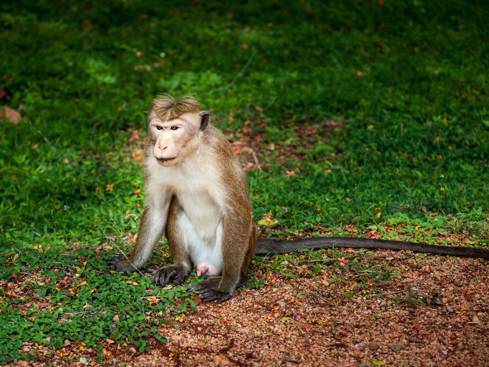 Canon EOS 5D sample photo. Mono, primate, animal photography