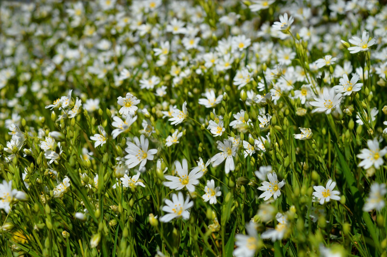 Nikon D3200 sample photo. Stellaria holostea, stitchwort, spring photography