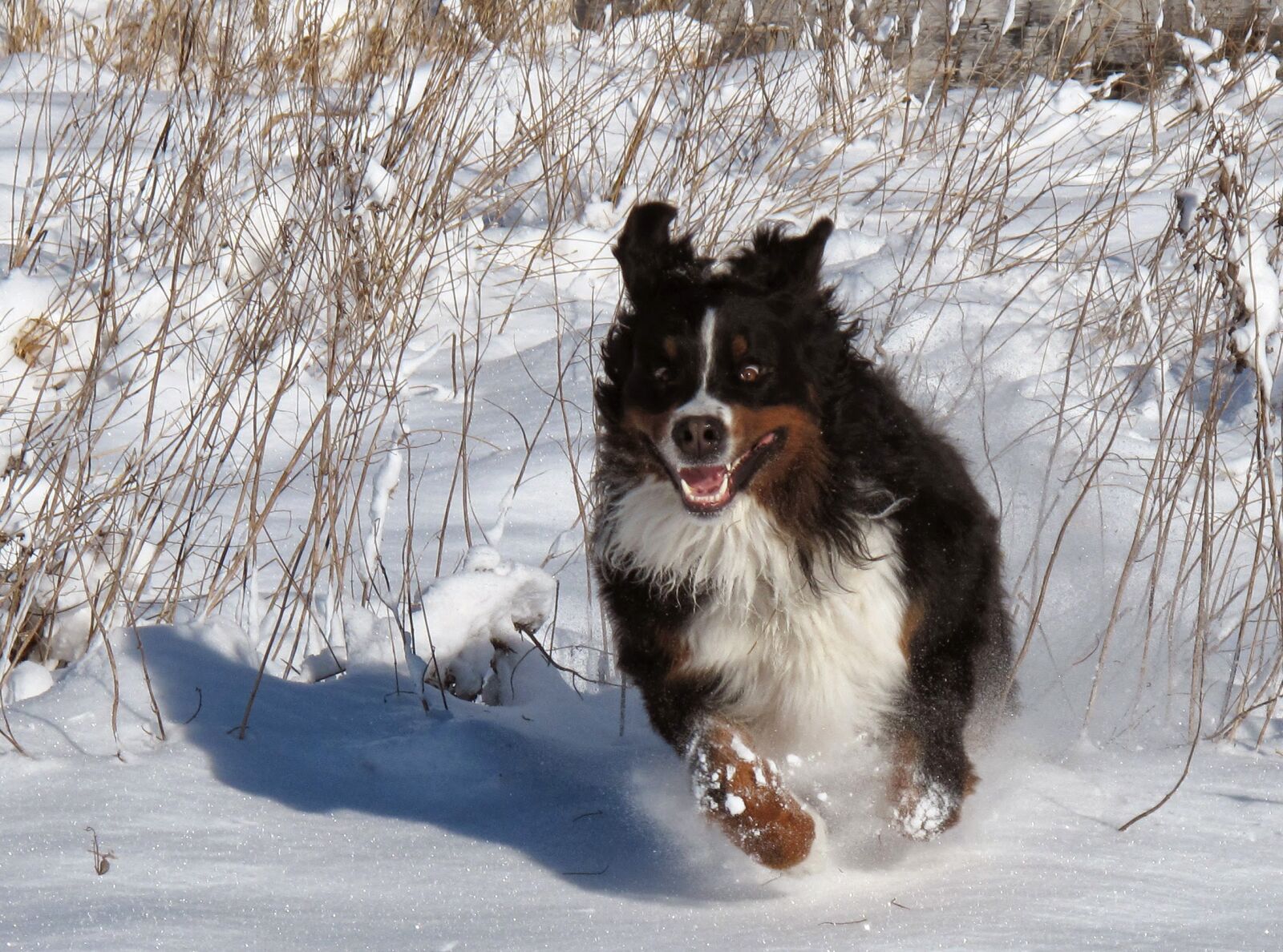 Canon PowerShot G10 sample photo. Dog, snow, winter photography