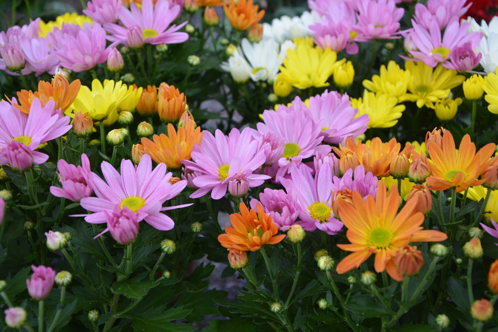Nikon D5200 sample photo. Flowers, daisies colors, orange photography