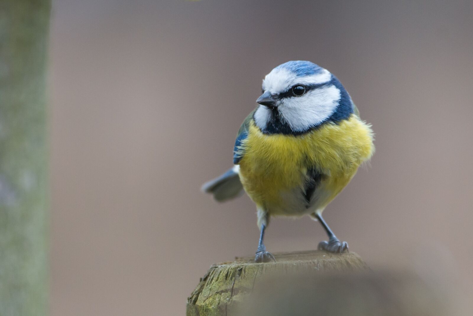 Nikon D800 sample photo. Blue tit, bird, paridae photography