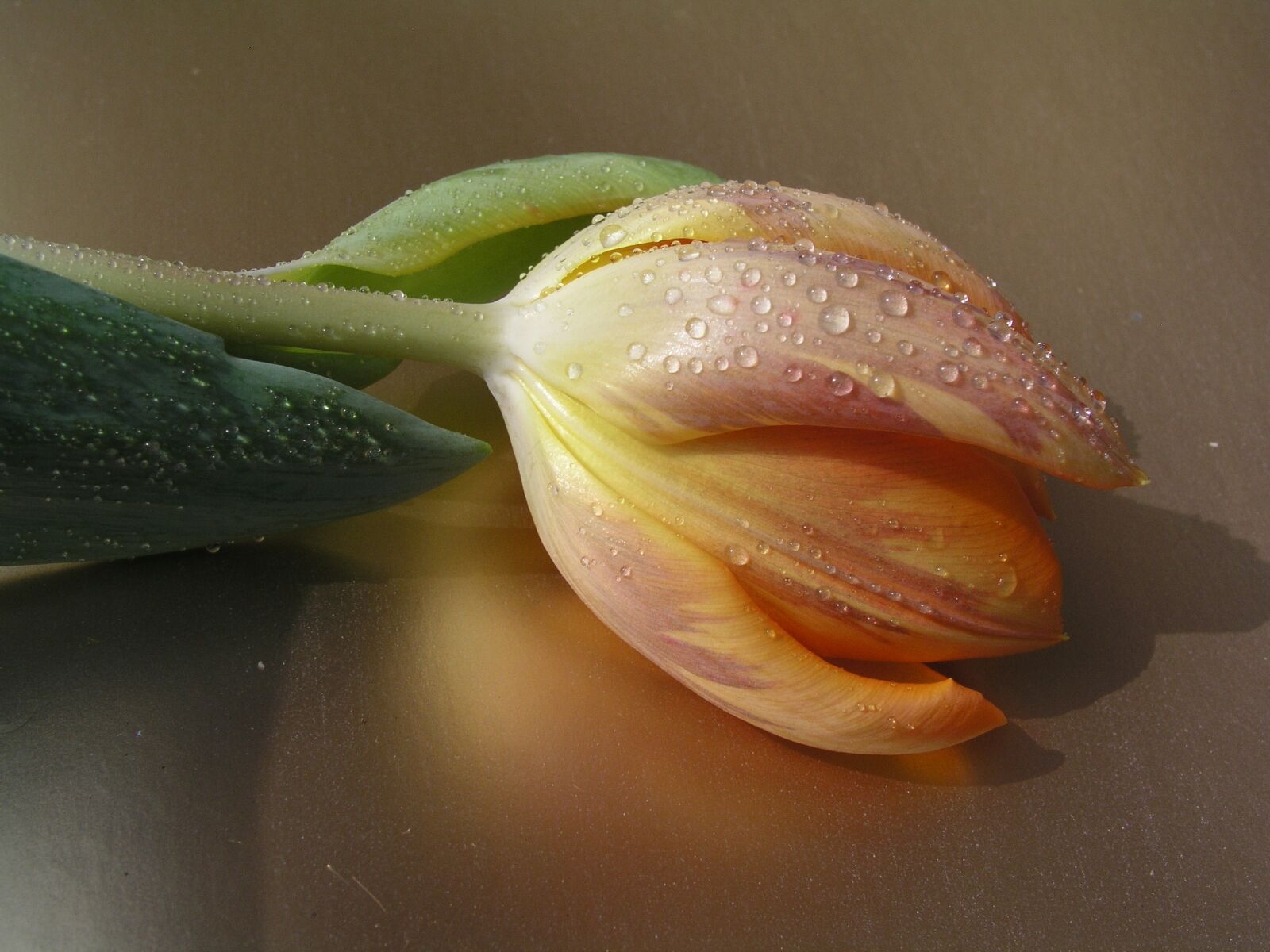 Olympus C5050Z sample photo. Tulips, flower, bloom photography