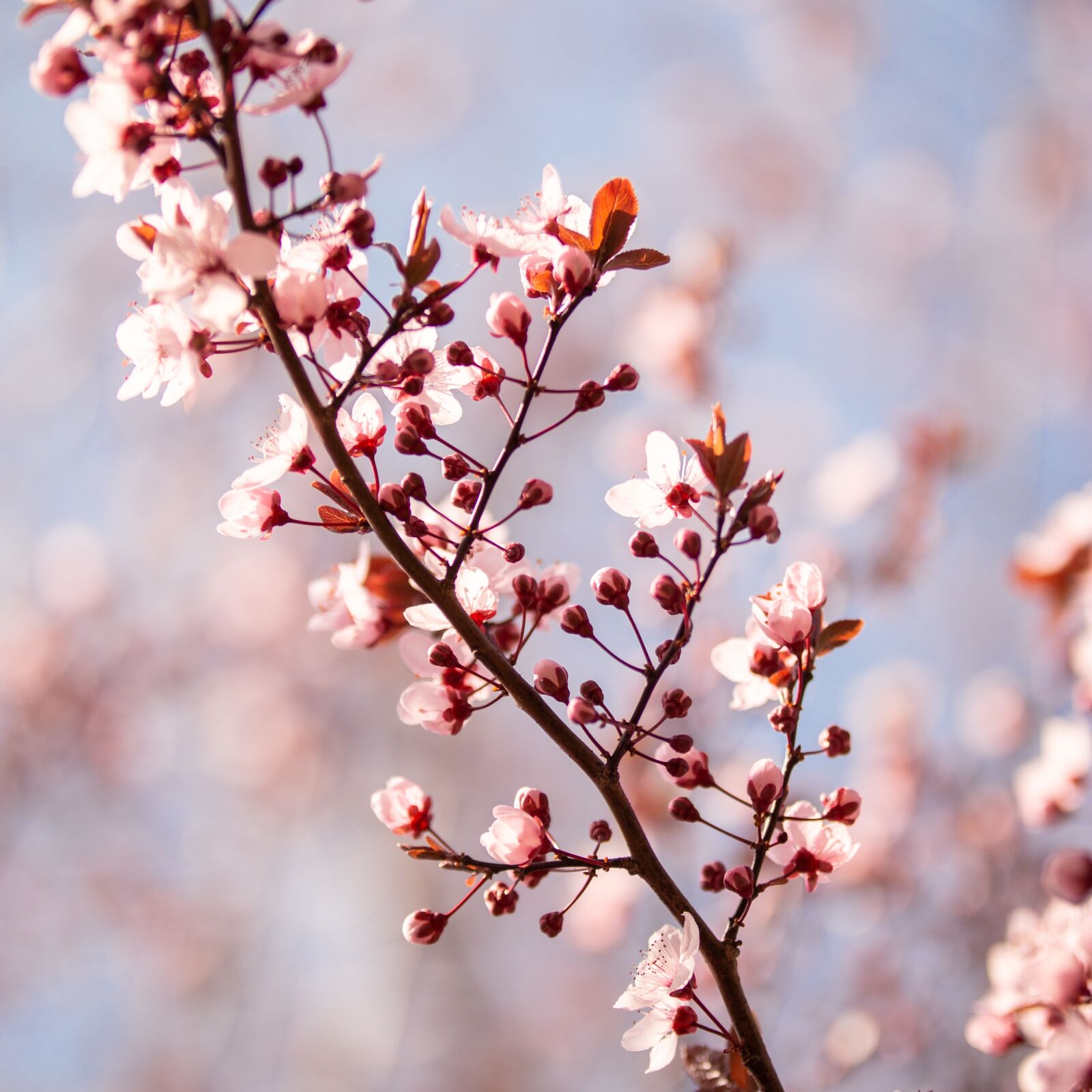 Canon EOS 70D + Sigma 50-100mm F1.8 DC HSM Art sample photo. Spring, flower, tree photography