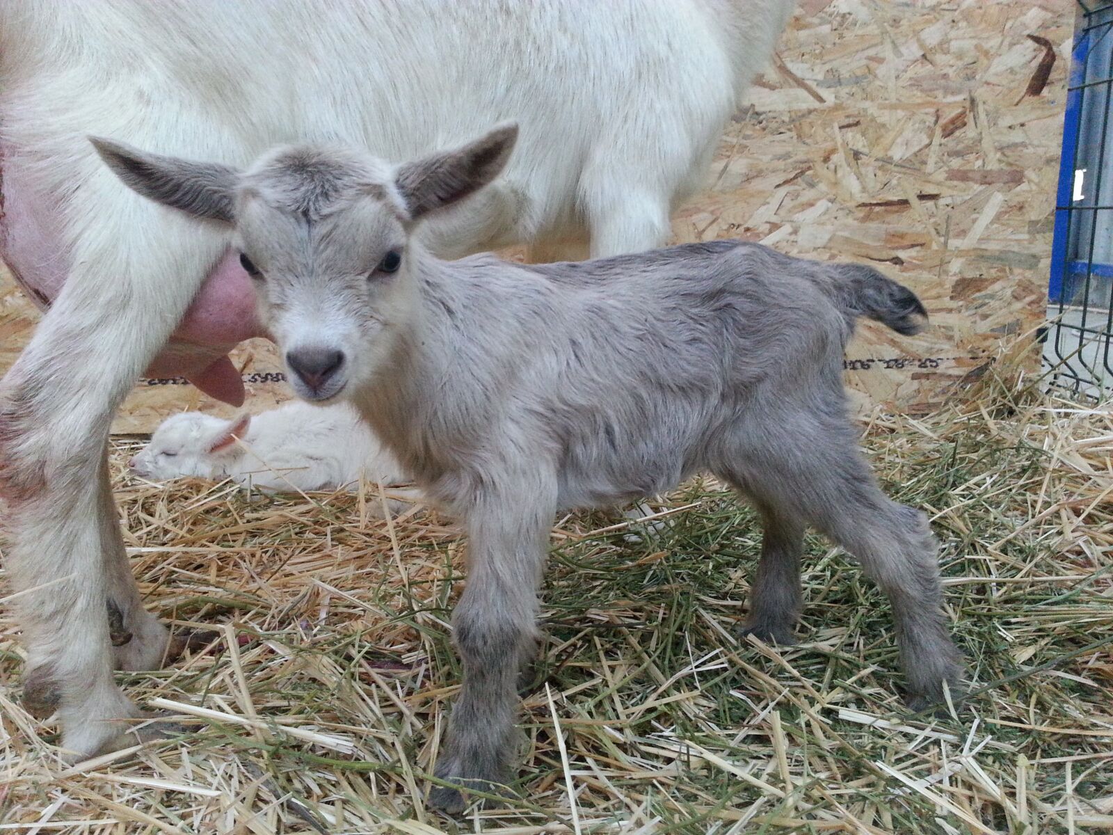 Samsung Galaxy Note2 sample photo. Goat, farm, animal photography