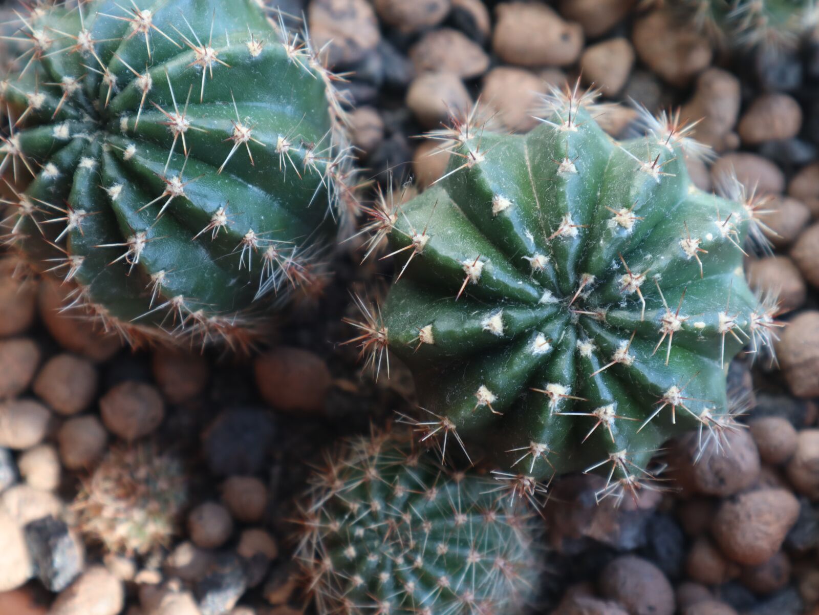 Canon EF-M 15-45mm F3.5-6.3 IS STM sample photo. Cactus, cacti, plants photography