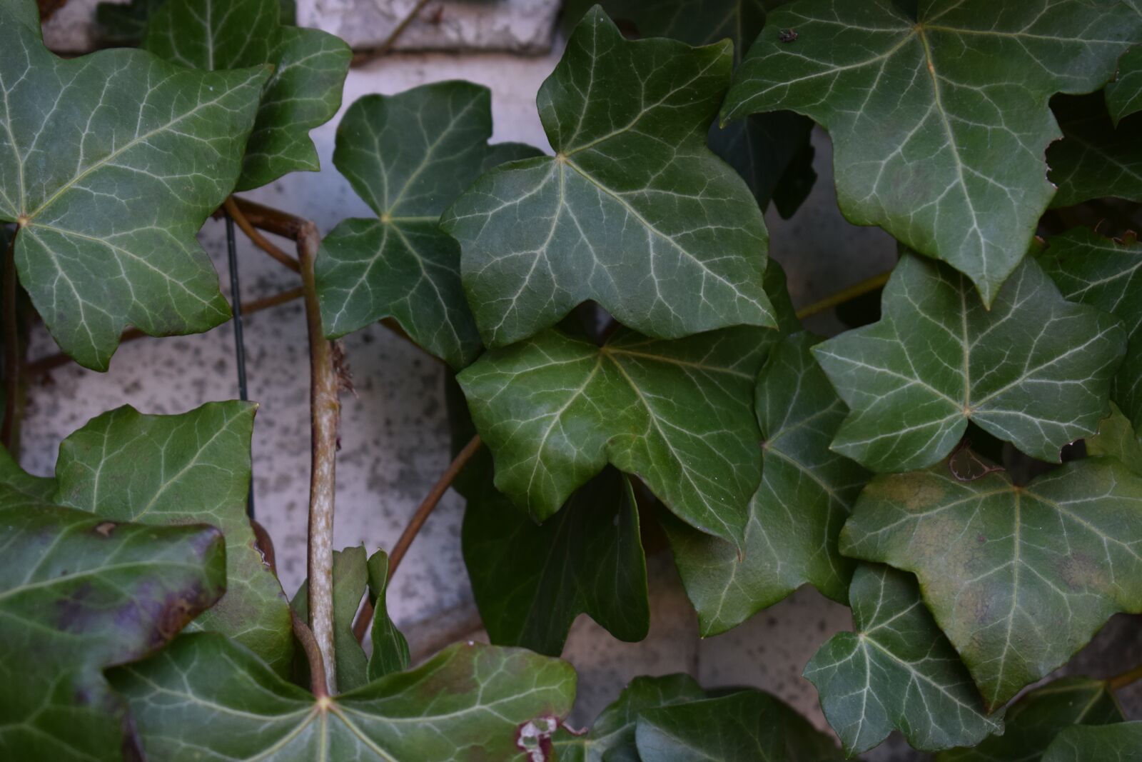 Nikon D3300 sample photo. Ivy, plant, green photography