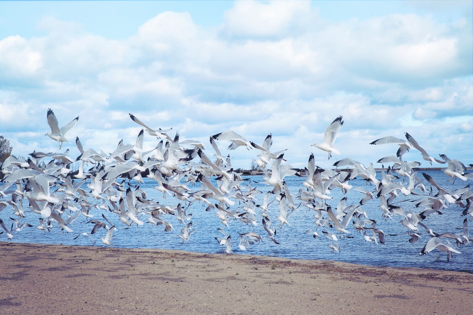 Canon EF 24-70mm F2.8L II USM sample photo. Sea gulls, seagulls, lake photography
