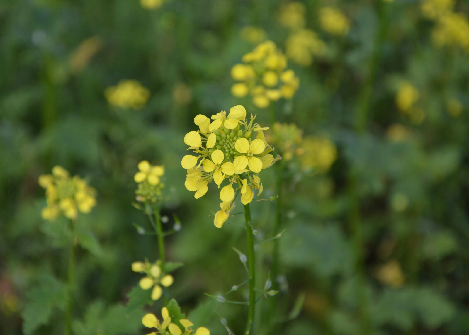 Nikon D5200 sample photo. Flower rapeseed, green leaves photography
