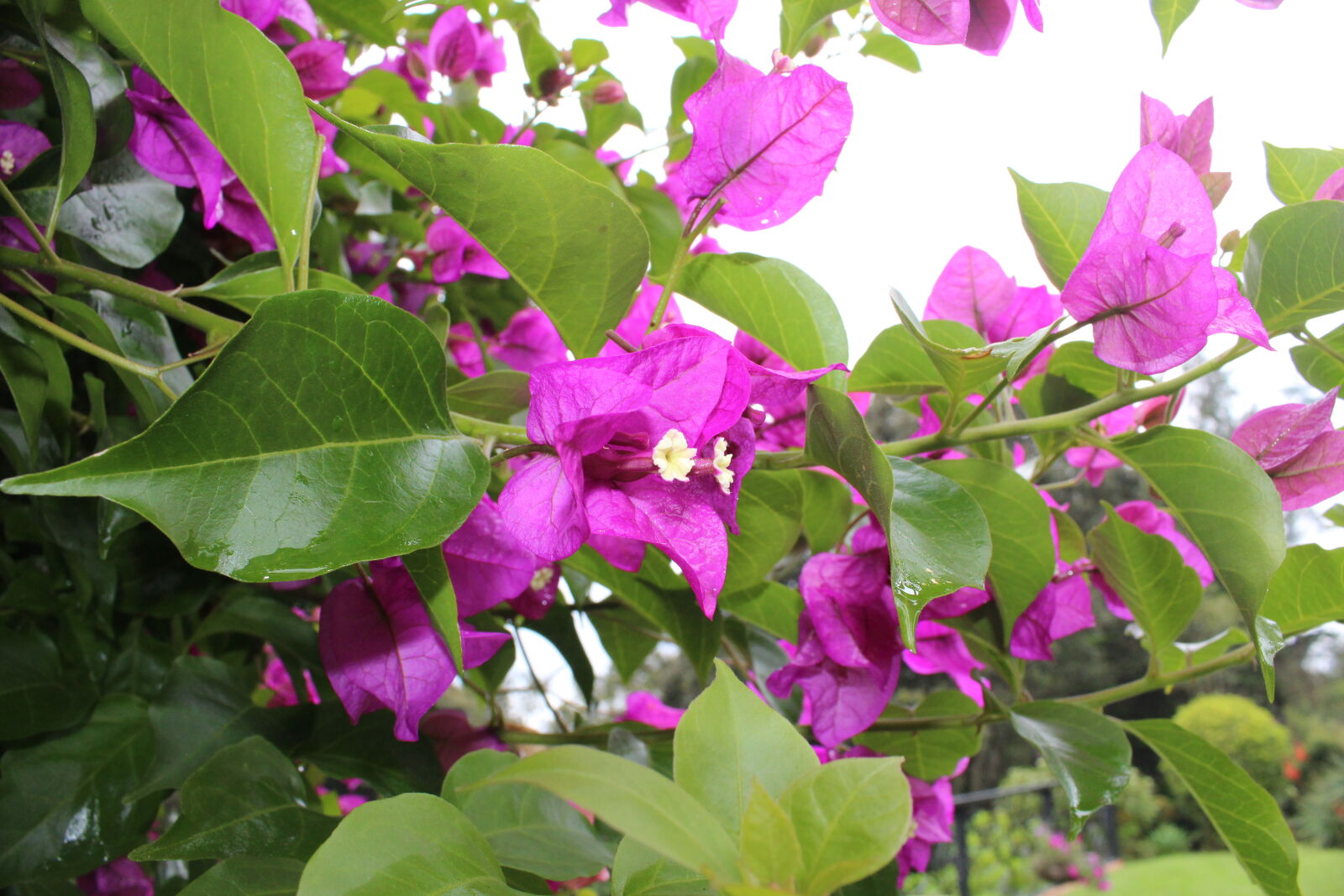 Canon EOS 1300D (EOS Rebel T6 / EOS Kiss X80) sample photo. Flower, pretty, purple photography