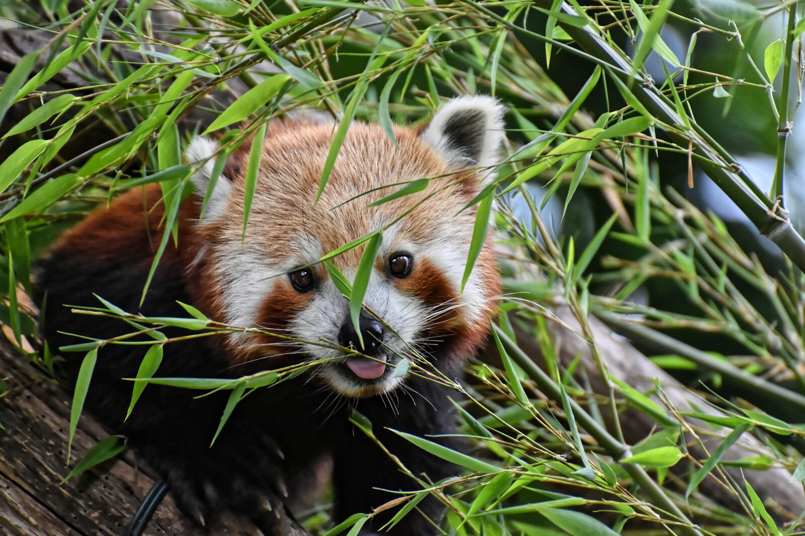 Nikon D7200 sample photo. Panda, red panda, bear photography