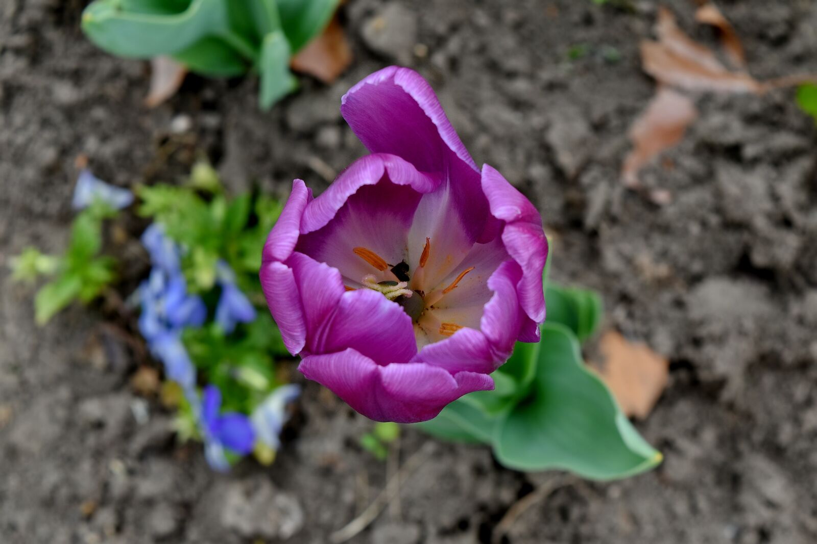 Nikon D5500 sample photo. Flower bud, flower garden photography