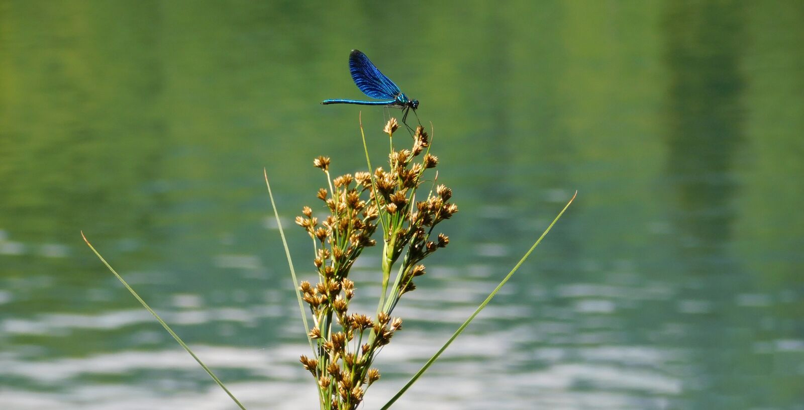 Nikon Coolpix L840 sample photo. Dragonfly, water, nature photography