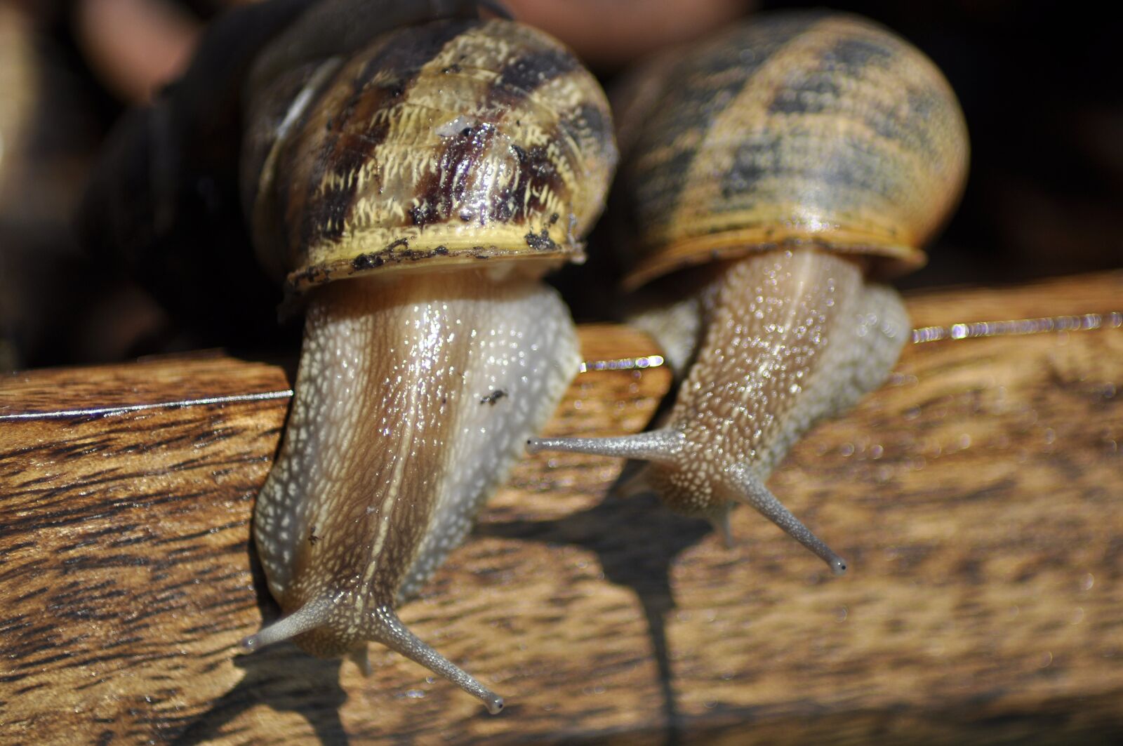 Nikon D90 sample photo. Snail, snails, shell photography
