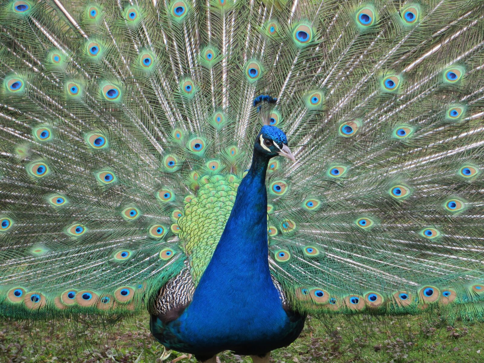 Canon PowerShot SX270 HS sample photo. Peacock, color, animal photography