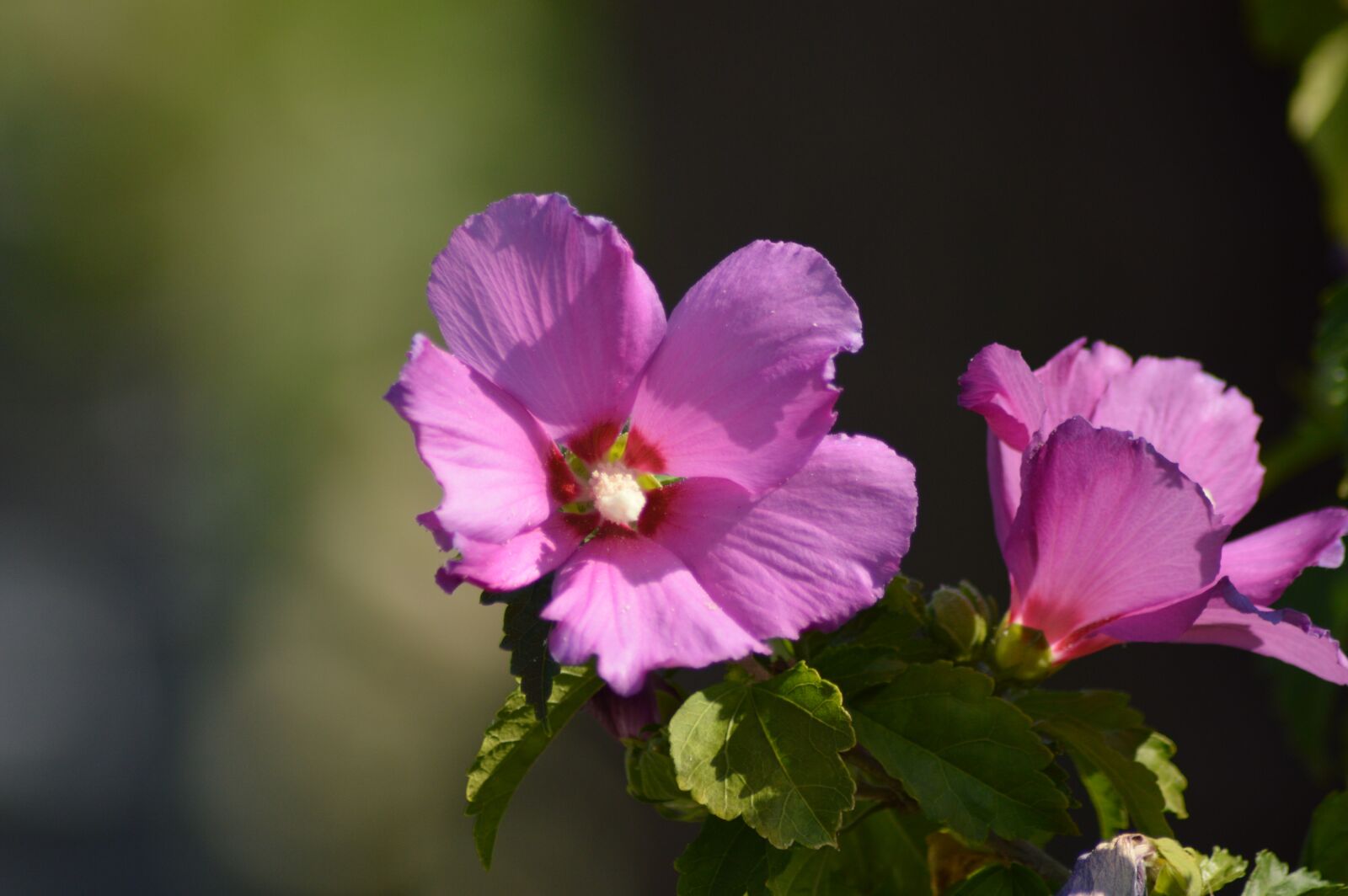 Nikon D3200 sample photo. Hibiscus, nature, flower photography
