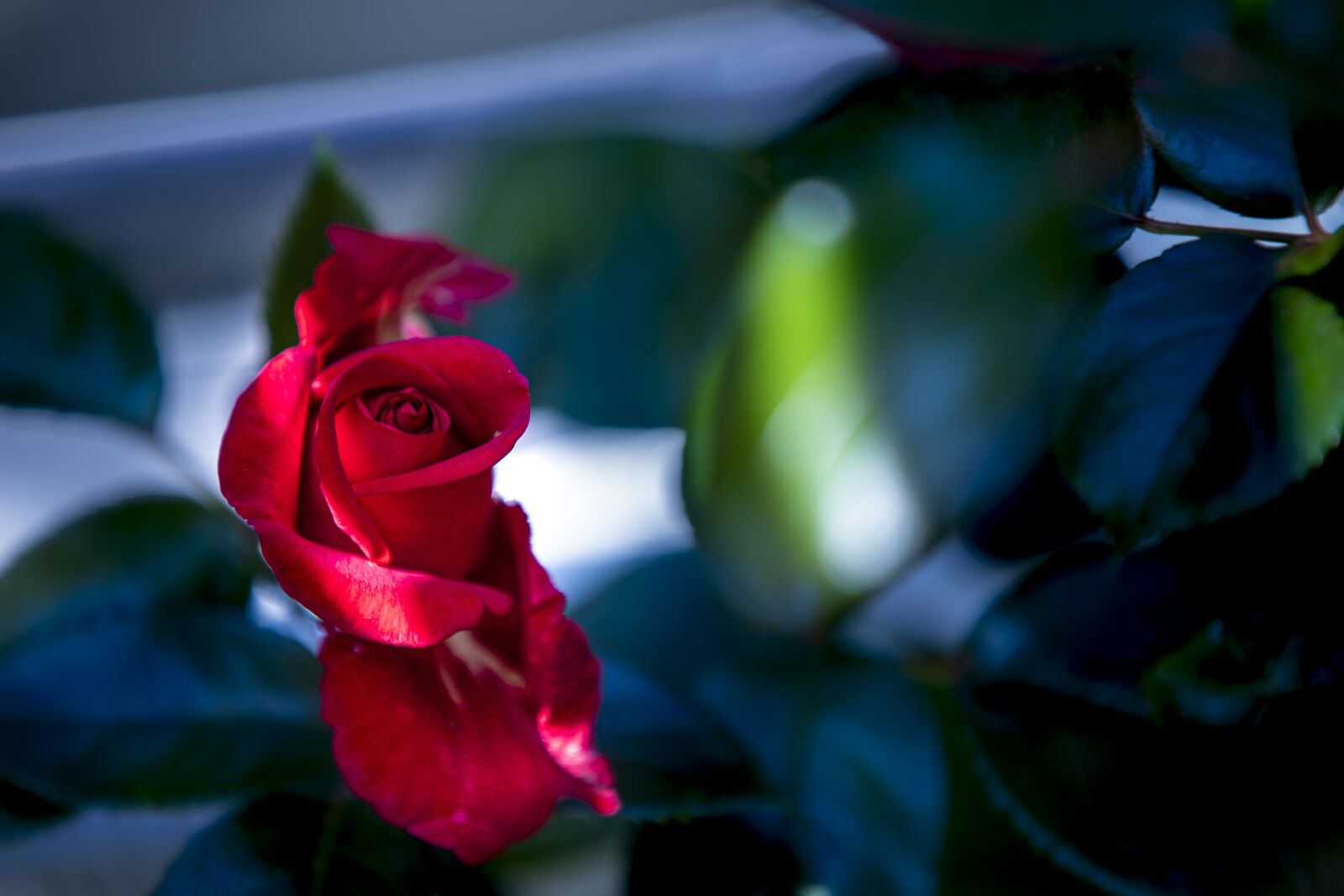 Sigma 70-200mm F2.8 EX DG OS HSM sample photo. Flower, pink, nature photography