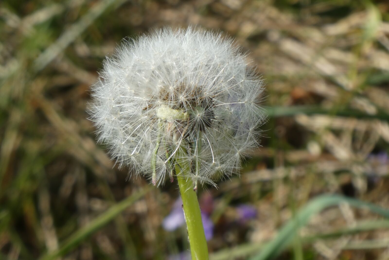 Panasonic Lumix DC-ZS70 (Lumix DC-TZ90) sample photo. Dandelion, lint, overblown photography