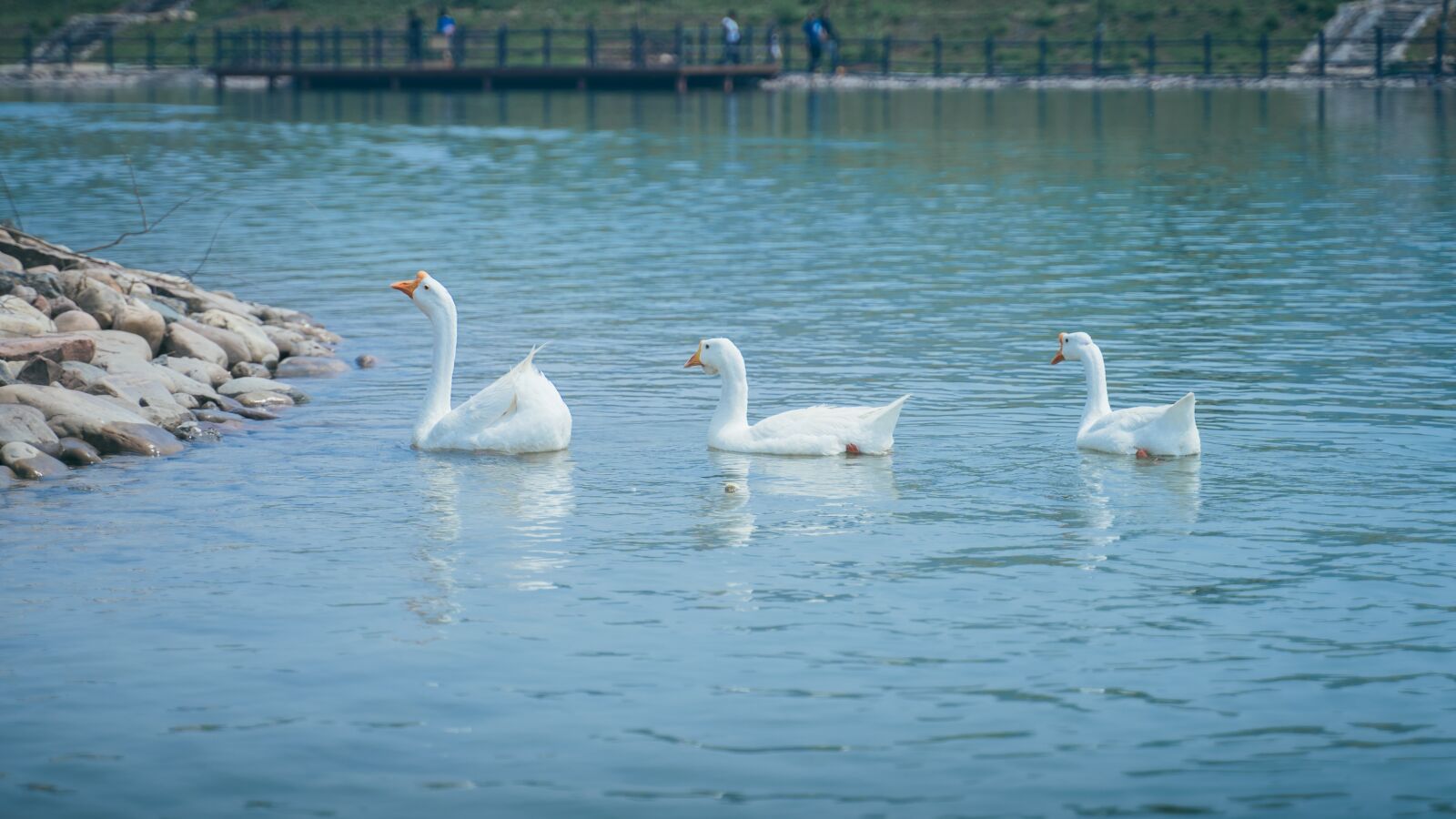 Sony a7 III + Tamron 28-75mm F2.8 Di III RXD sample photo. White, the water, goose photography