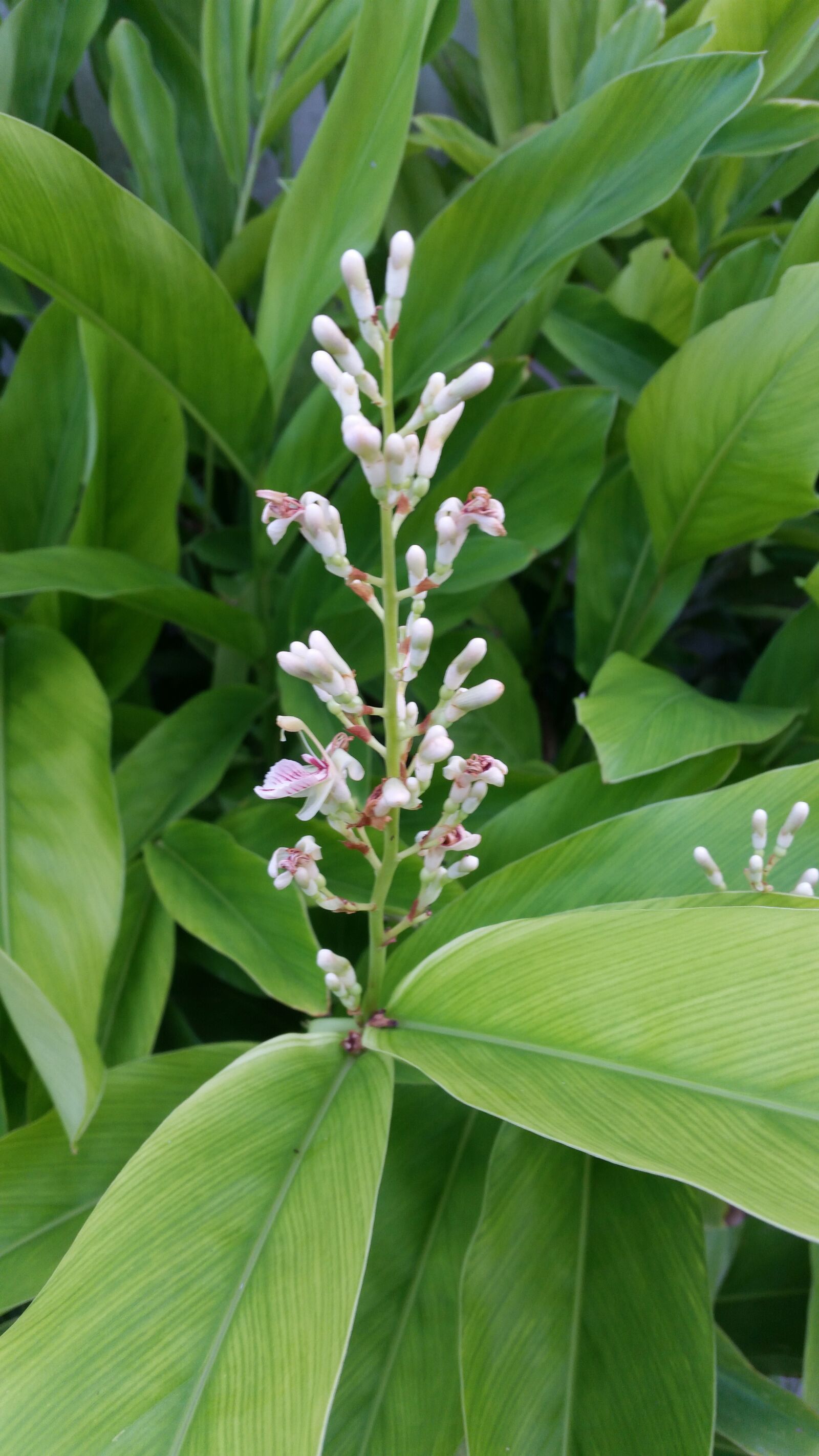 Samsung Galaxy S5 sample photo. Flower, flowers, flowers thailand photography