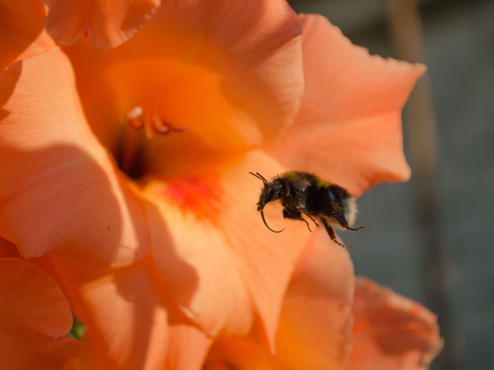 Nikon D5100 sample photo. Bumblebee, flower, flight photography