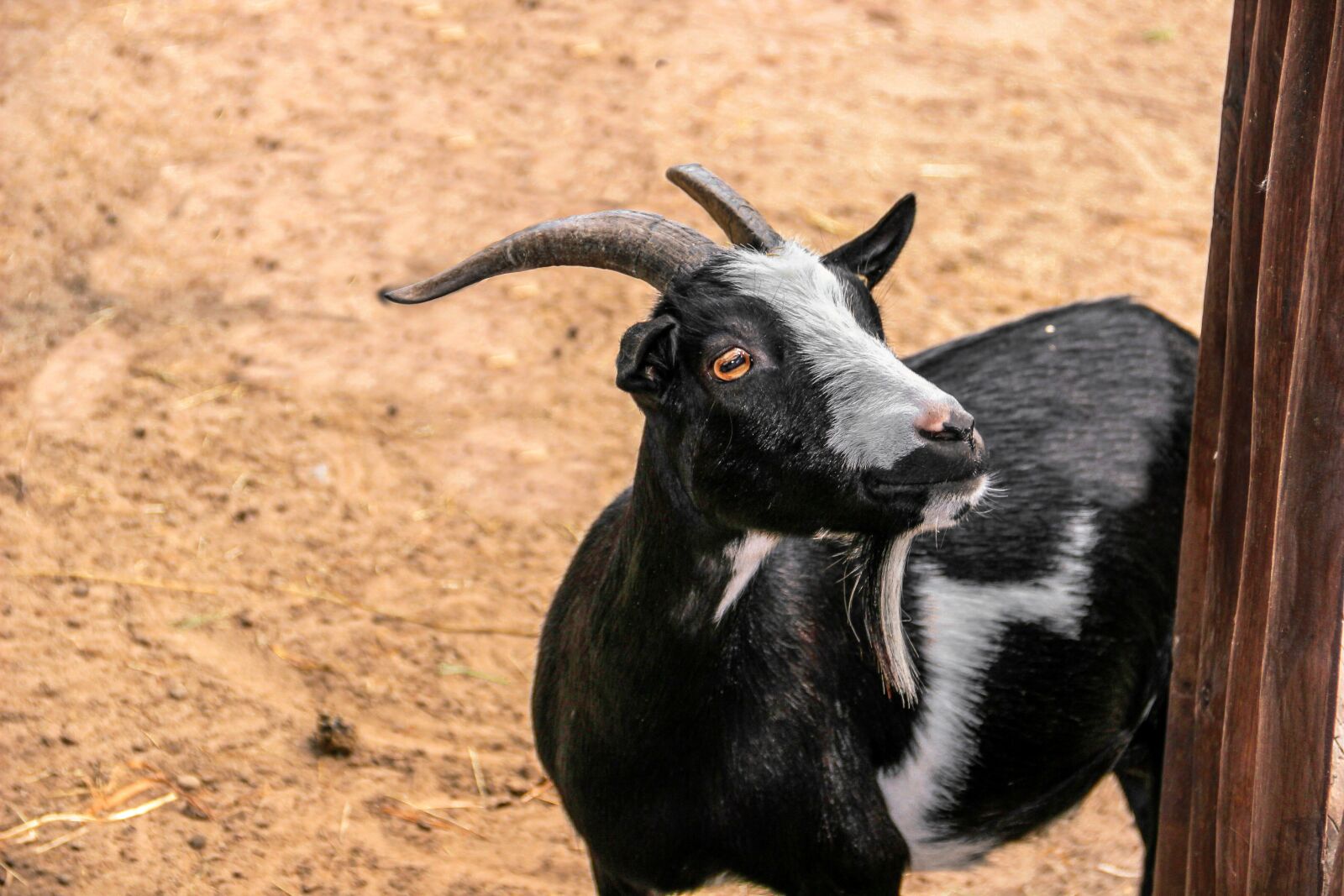 Canon EOS 600D (Rebel EOS T3i / EOS Kiss X5) sample photo. Goat, horns, wood photography