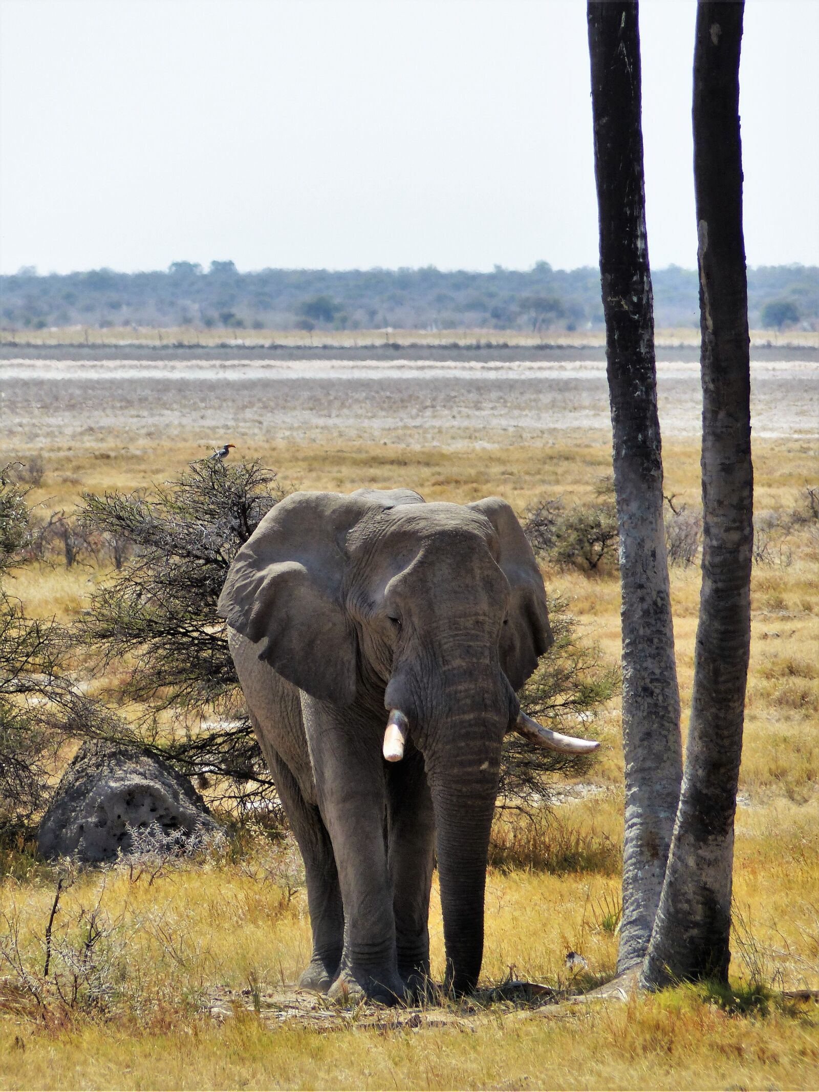 Panasonic Lumix DMC-FZ200 sample photo. Elephant, grey, animal photography