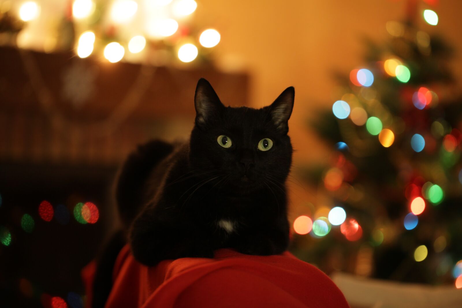 Canon EOS 5D Mark II sample photo. Christmas cat, cat, christmas photography