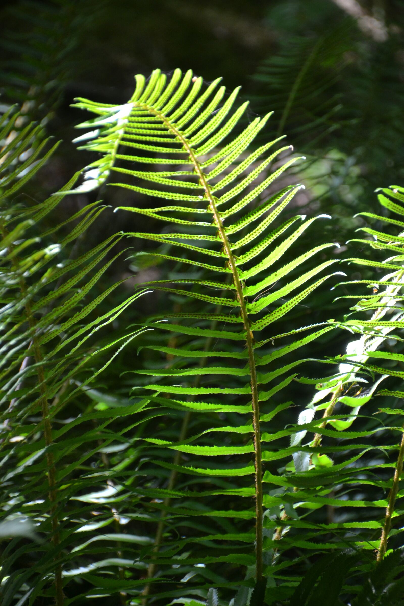 Nikon D3100 sample photo. Fern, wild, green photography