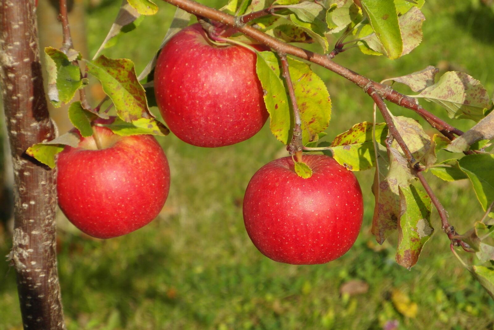 Samsung WB750 sample photo. Apples, apple, fruit photography