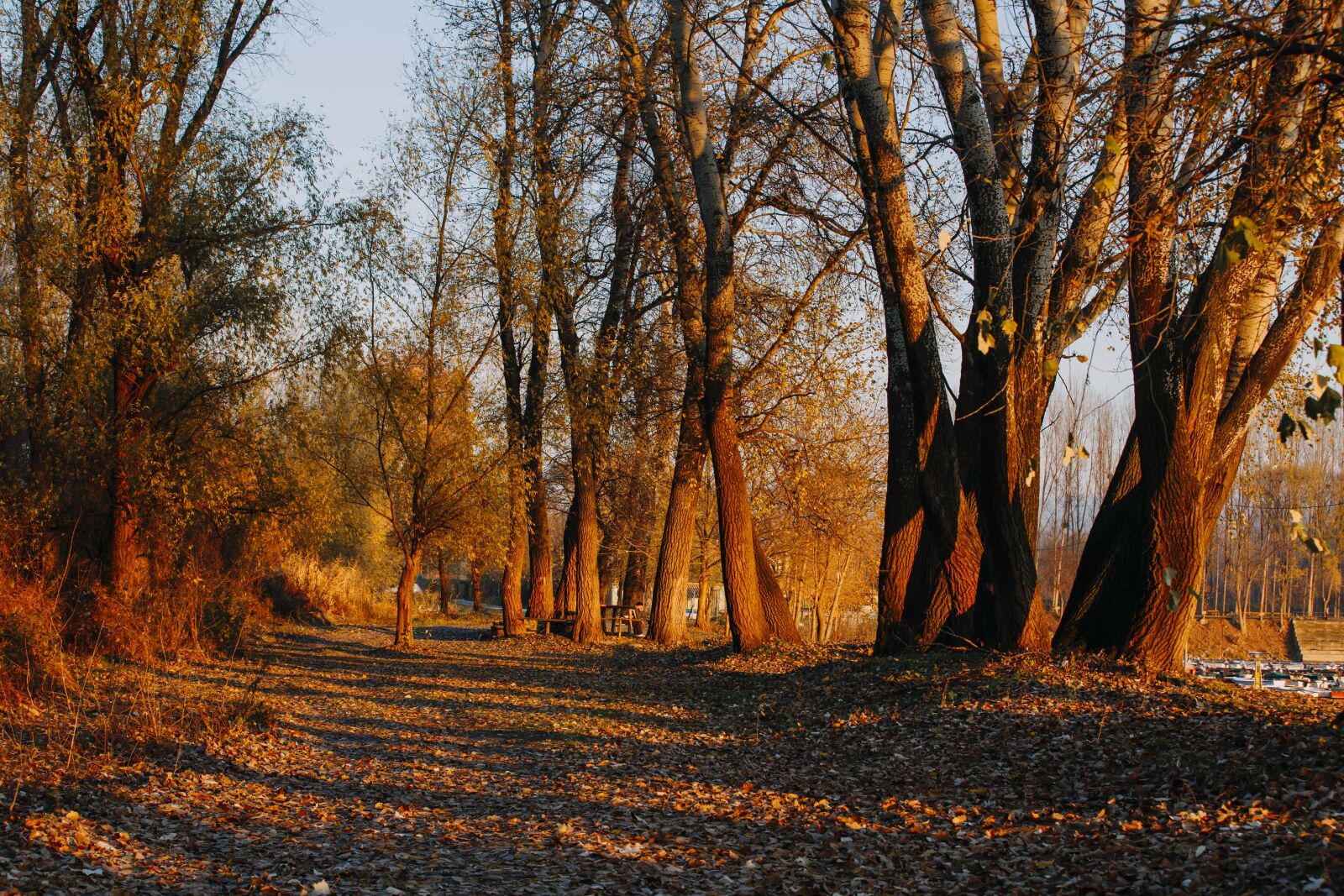 Canon EOS 5D Mark III sample photo. Autumn season, forest path photography