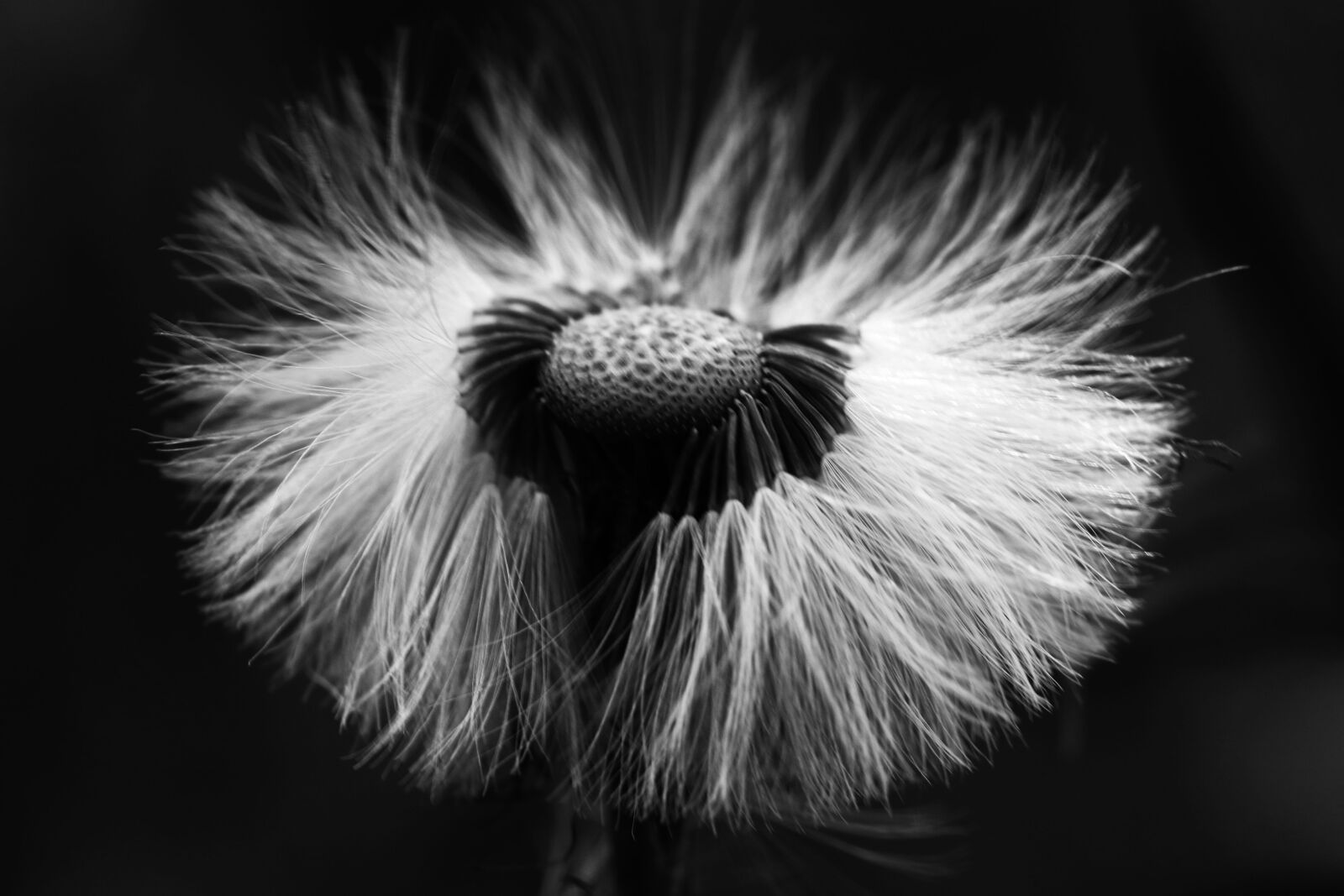 Canon EOS 7D Mark II sample photo. Flower, macro, nature photography
