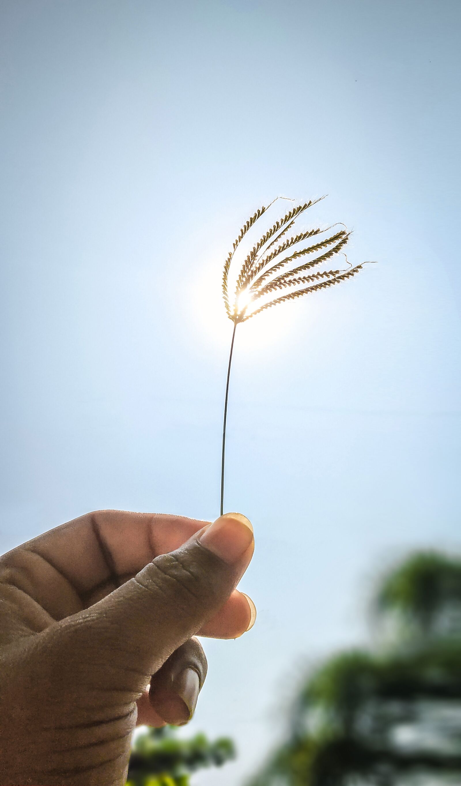 Xiaomi Redmi Note 5 Pro sample photo. Sun, flower, c photography