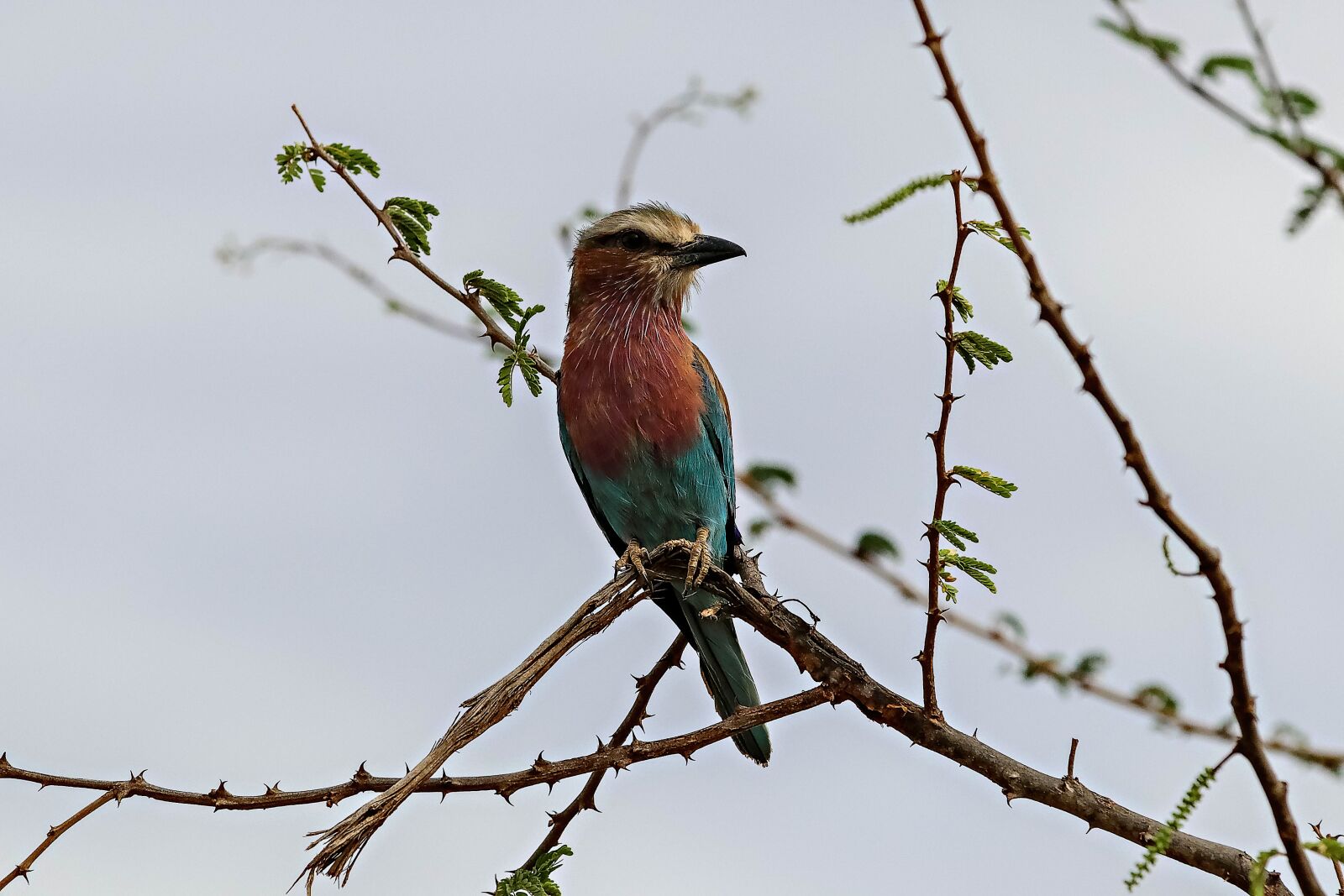 Canon EOS 80D sample photo. Africa, kenya, bird photography