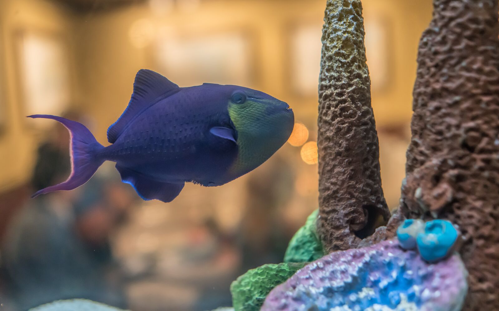 Sony Cyber-shot DSC-RX1R II sample photo. Blue angel fish, coral photography
