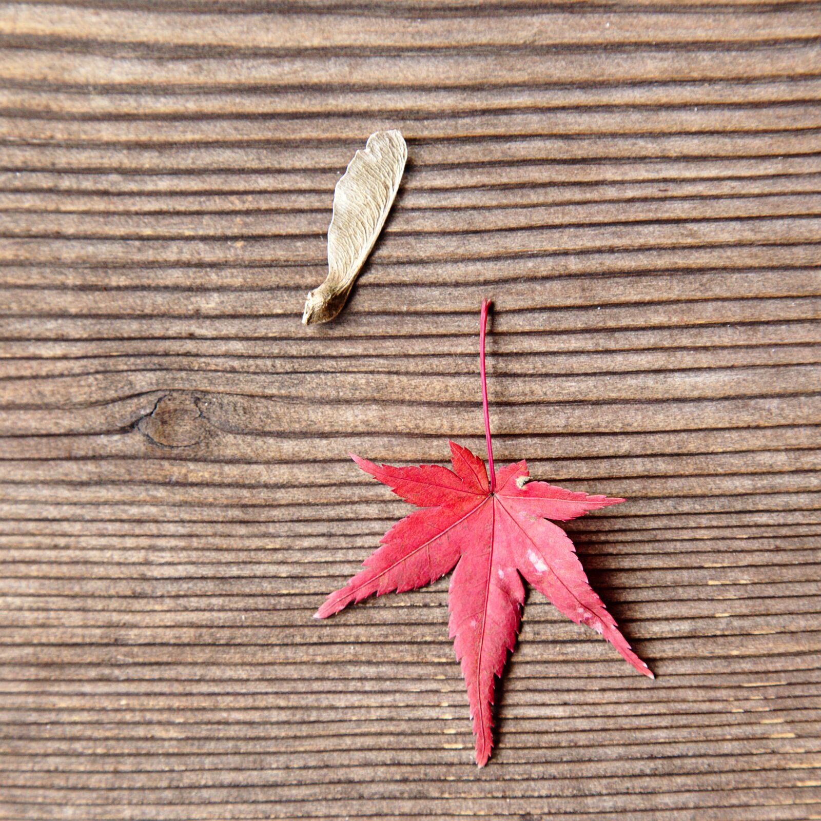 Canon EOS 6D + Canon EF 24-105mm F4L IS USM sample photo. Japan, toufuku-ji, maple leaf photography