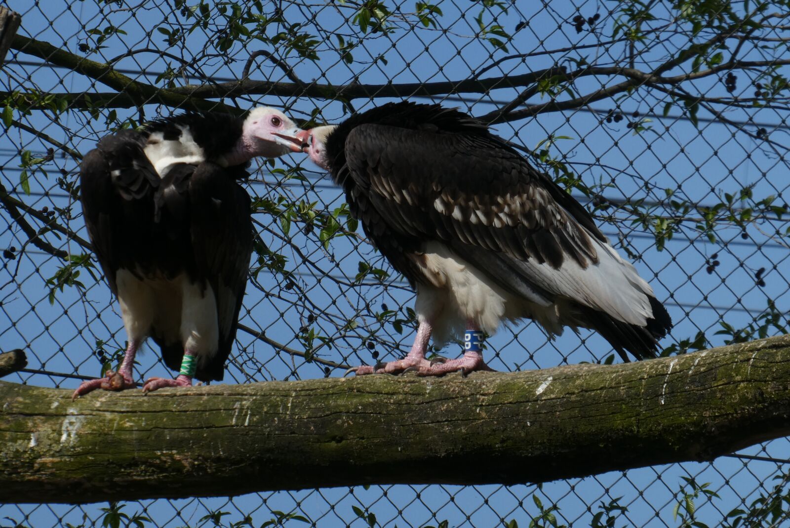 Panasonic Lumix DC-ZS70 (Lumix DC-TZ90) sample photo. Vultures, birds of prey photography