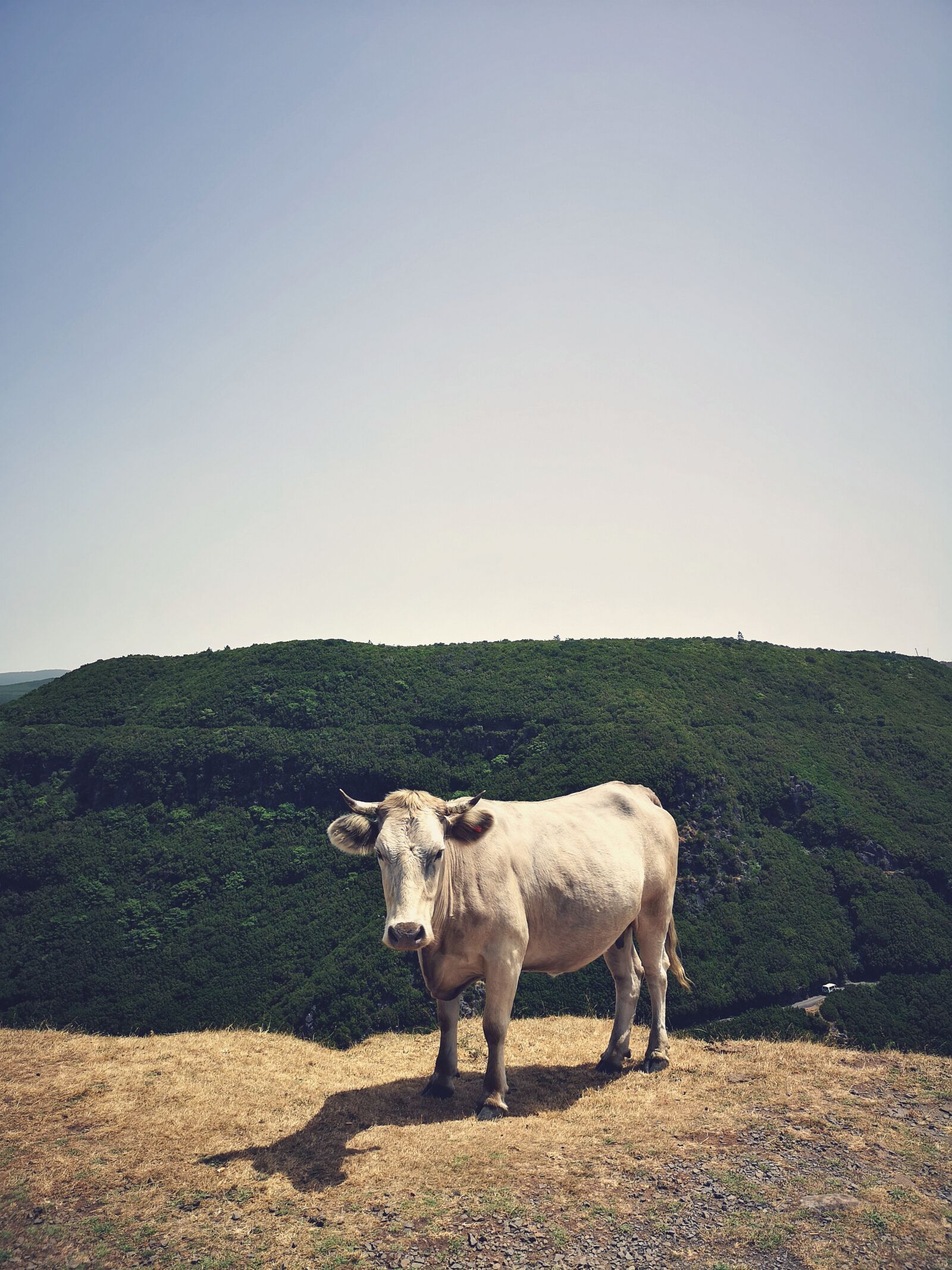 HUAWEI CLT-L29 sample photo. Cow, hiking, mountain photography
