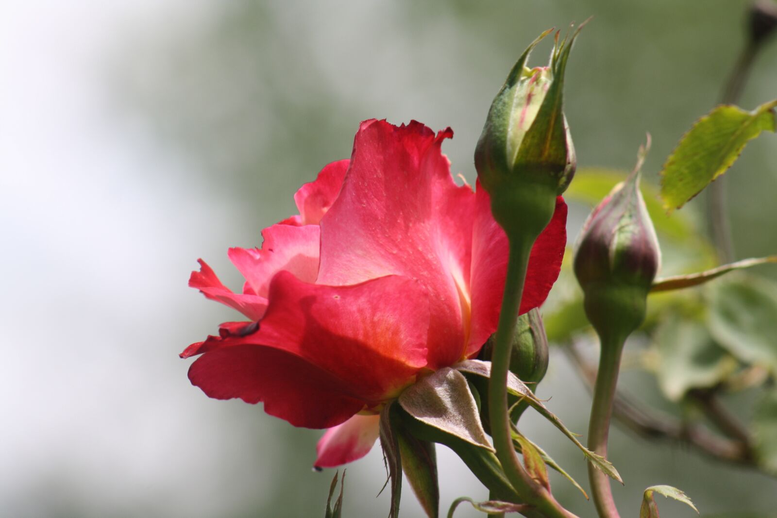 Canon EOS 1000D (EOS Digital Rebel XS / EOS Kiss F) sample photo. Flower, nature, plant photography