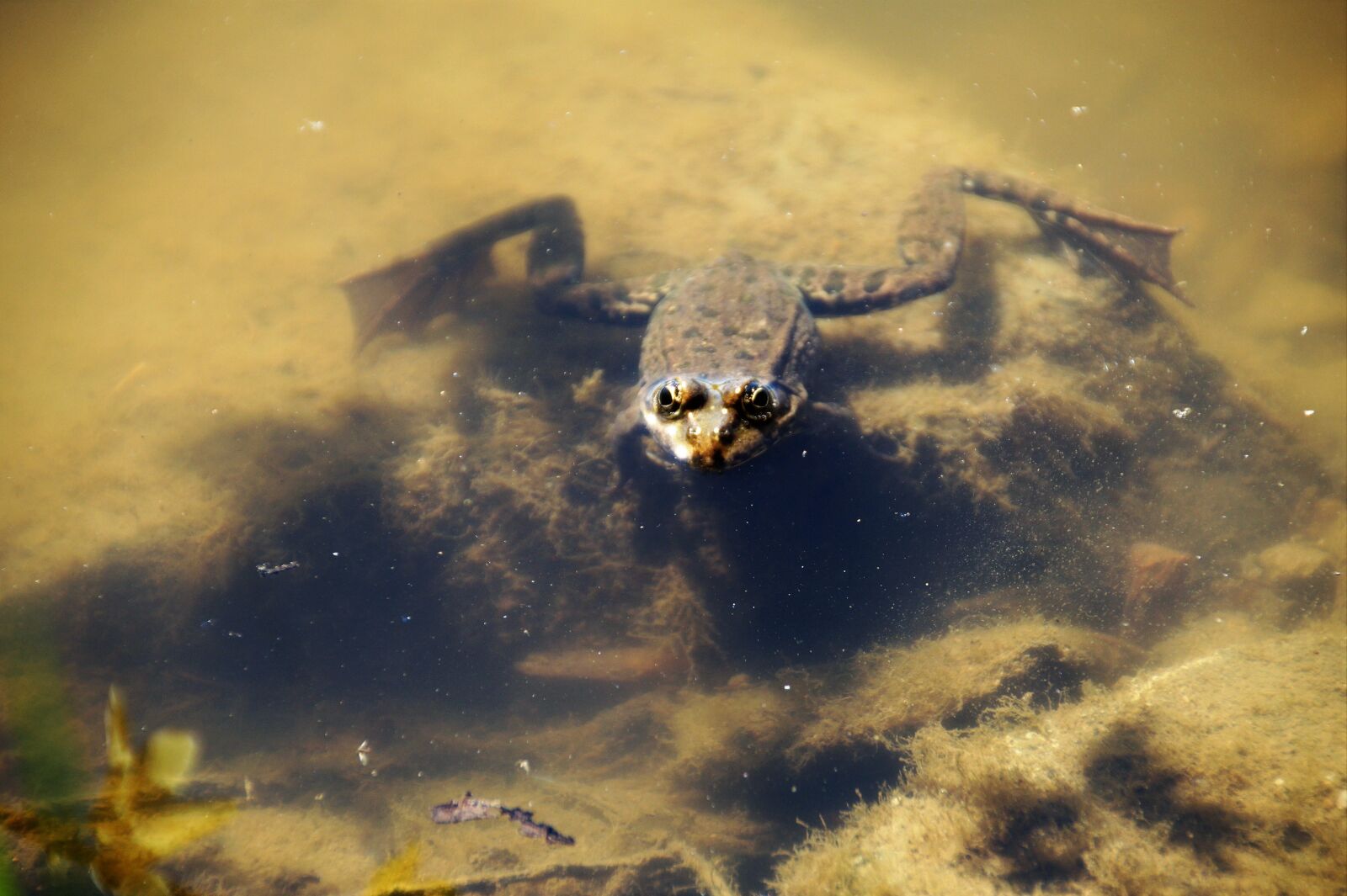 Sony SLT-A58 sample photo. Frog, water, pond photography