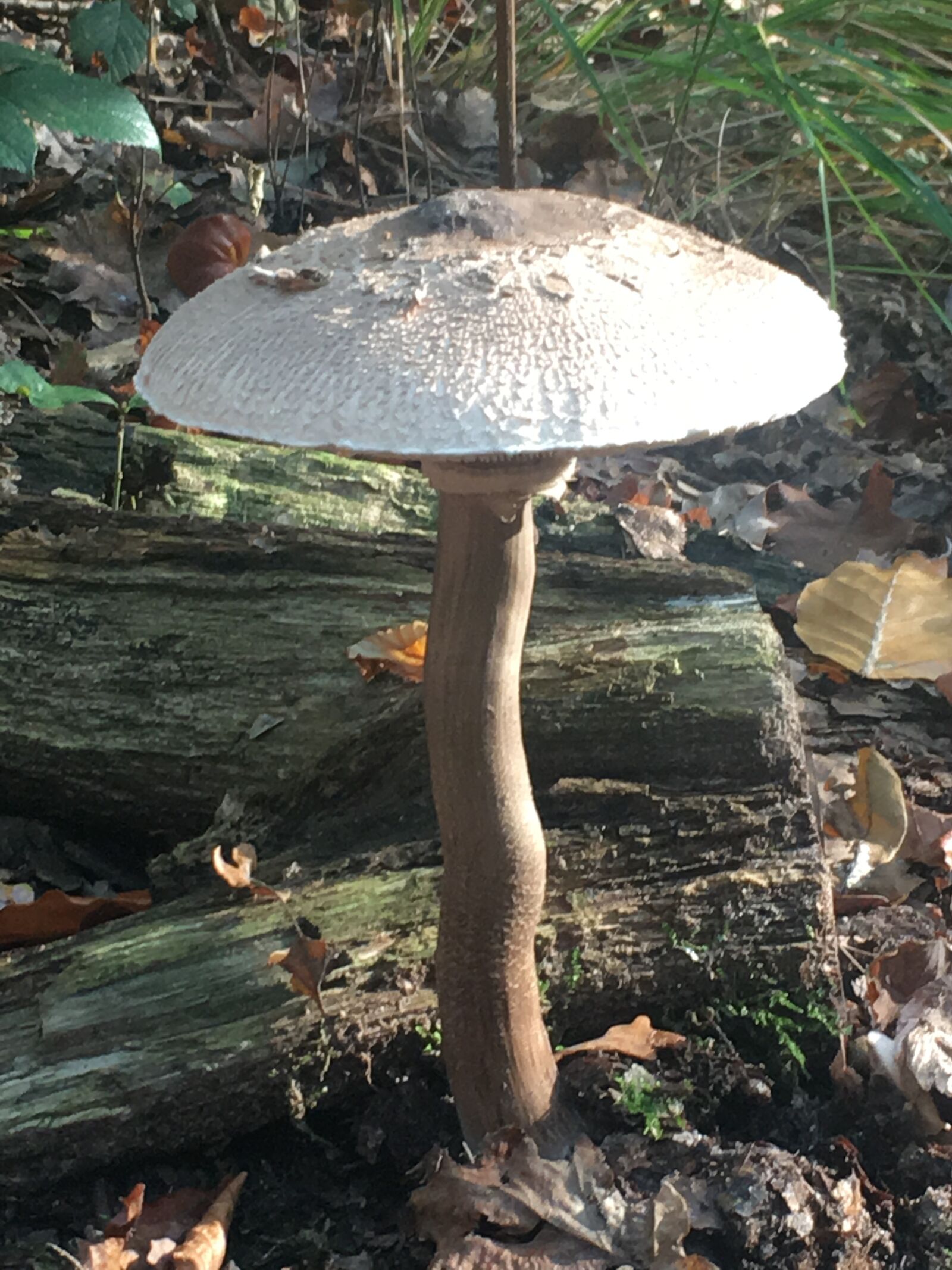 iPhone SE back camera 4.15mm f/2.2 sample photo. Mushroom, forest, mushrooms photography