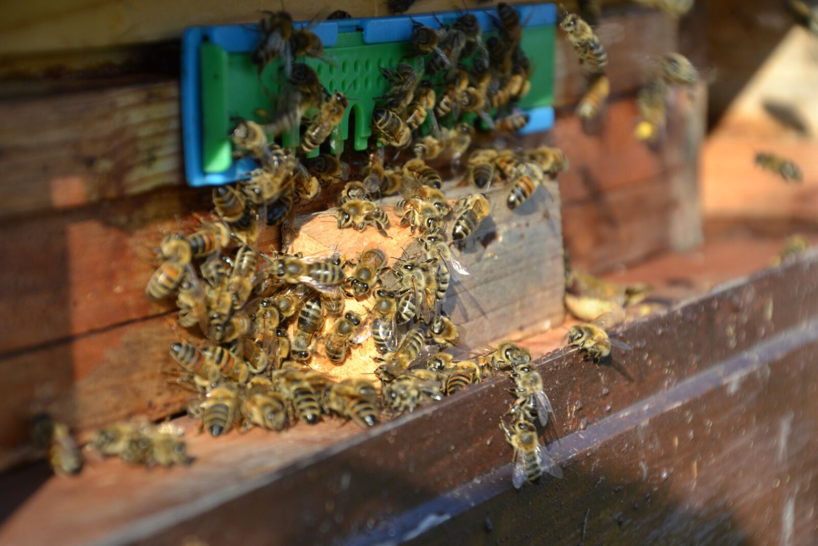 Nikon D3100 sample photo. Bees, honey bees, insect photography