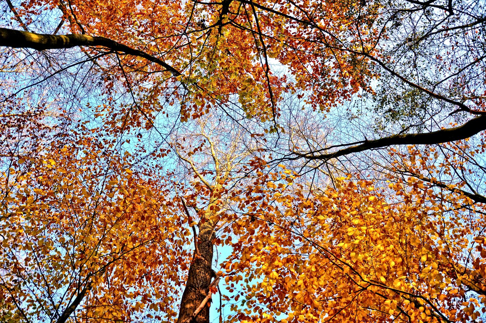 Nikon D90 sample photo. Trees, treetops, rising up photography