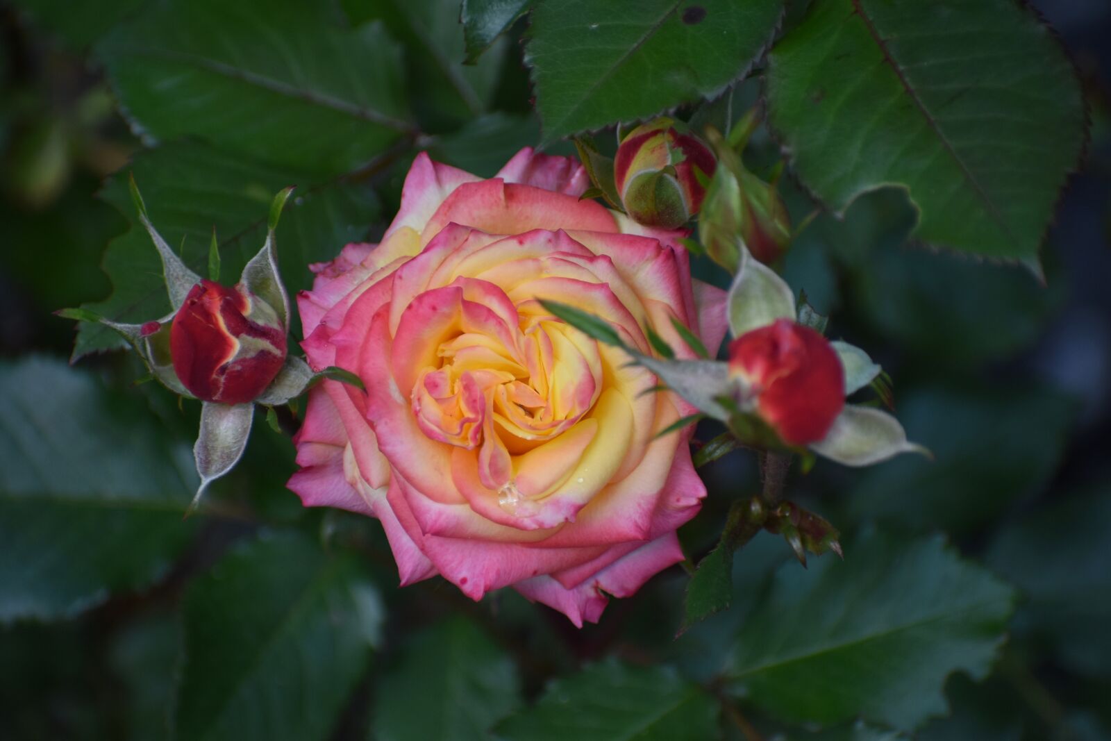 Nikon D3500 sample photo. Rose, bud, blossom photography