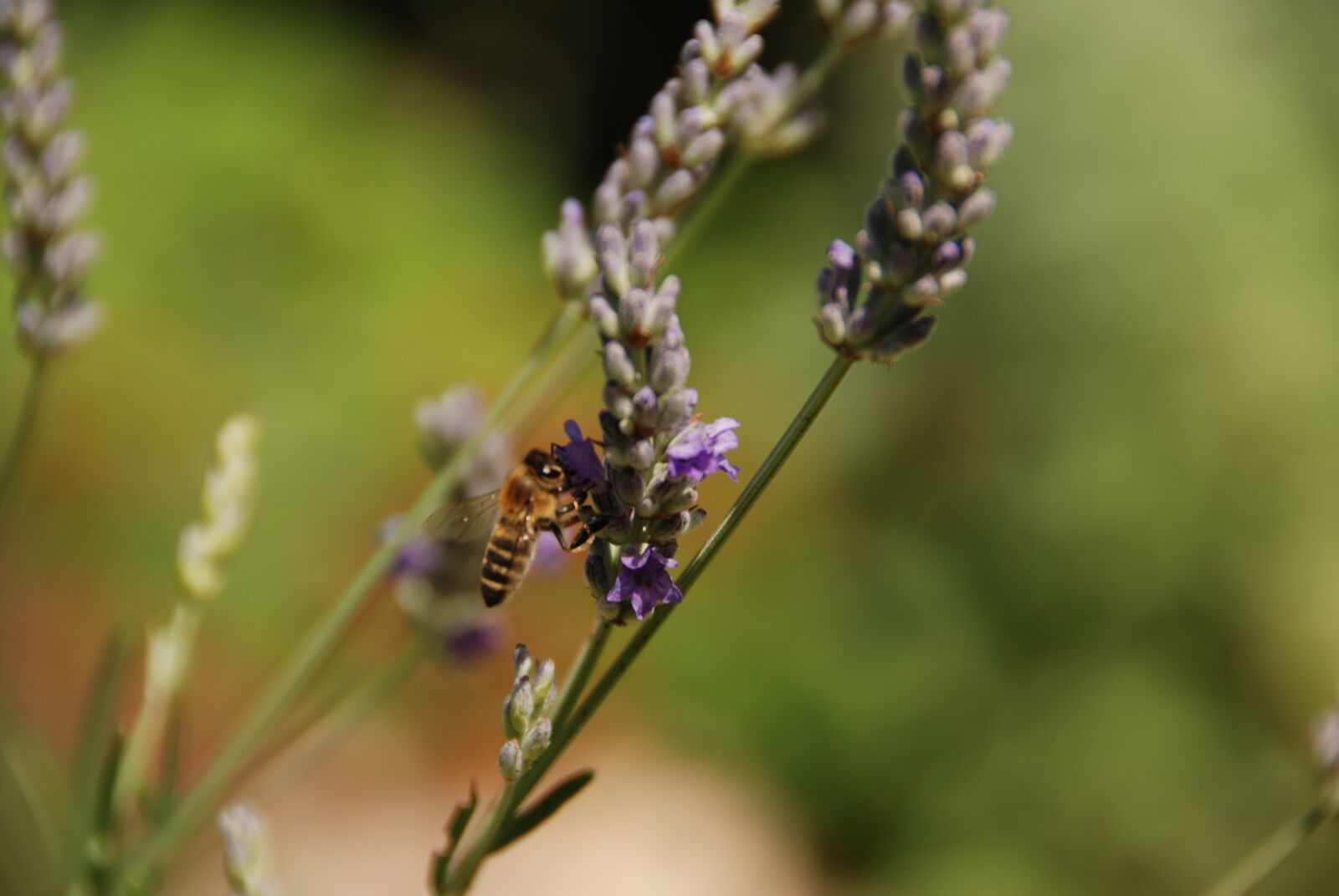 Nikon D80 sample photo. Lavender, flower, bee photography