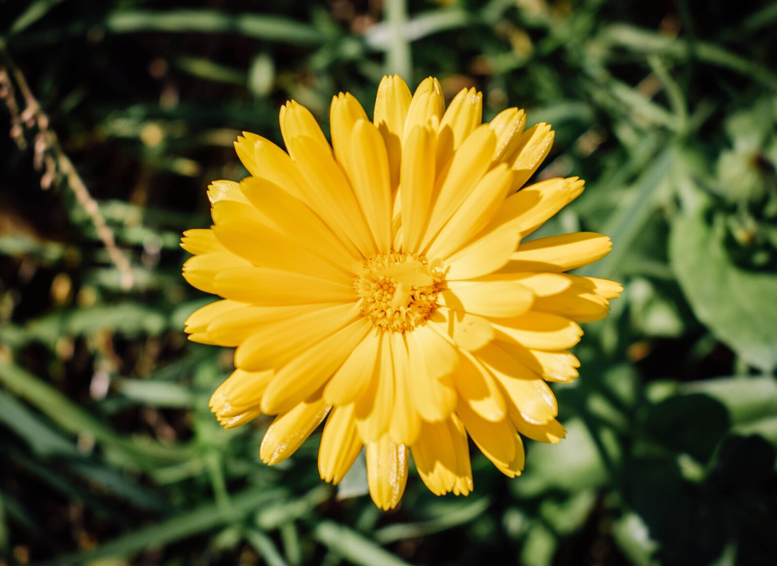 Nikon D5300 sample photo. Flower, yellow, flowers photography