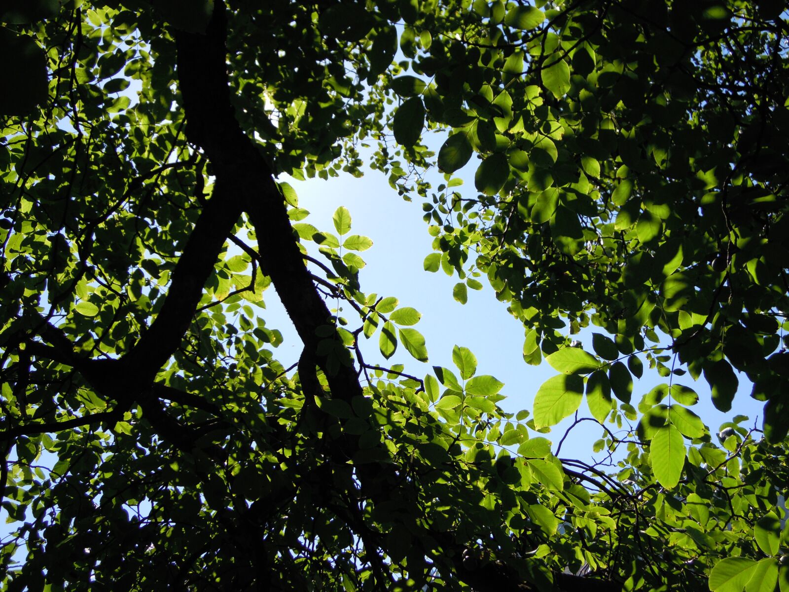 Nikon Coolpix S5100 sample photo. Tree, leaves, shadow photography